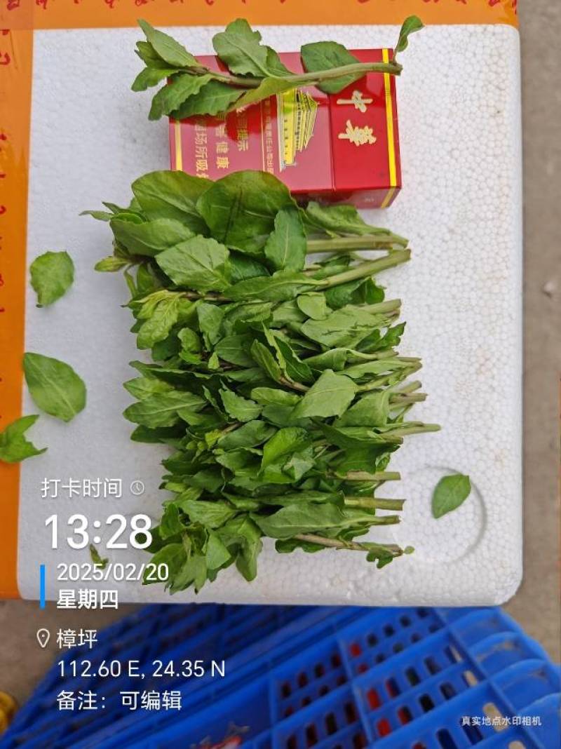 长期供应，枸杞叶，枸杞芽菜