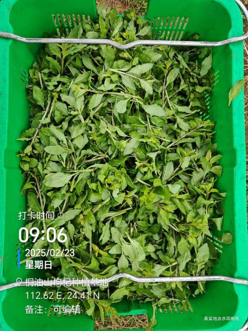 长期供应，枸杞叶，枸杞芽菜