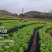 长期供应，枸杞叶，枸杞芽菜