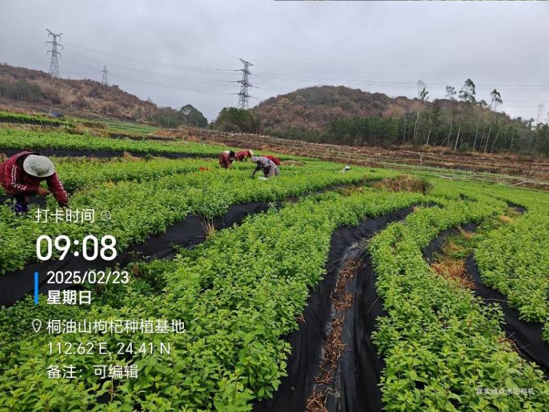 长期供应，枸杞叶，枸杞芽菜