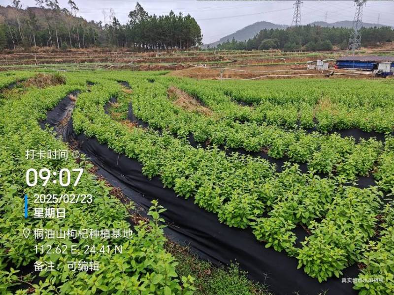 长期供应，枸杞叶，枸杞芽菜