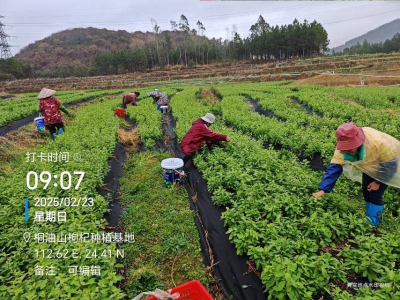 长期供应，枸杞叶，枸杞芽菜