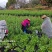 长期供应，枸杞叶，枸杞芽菜
