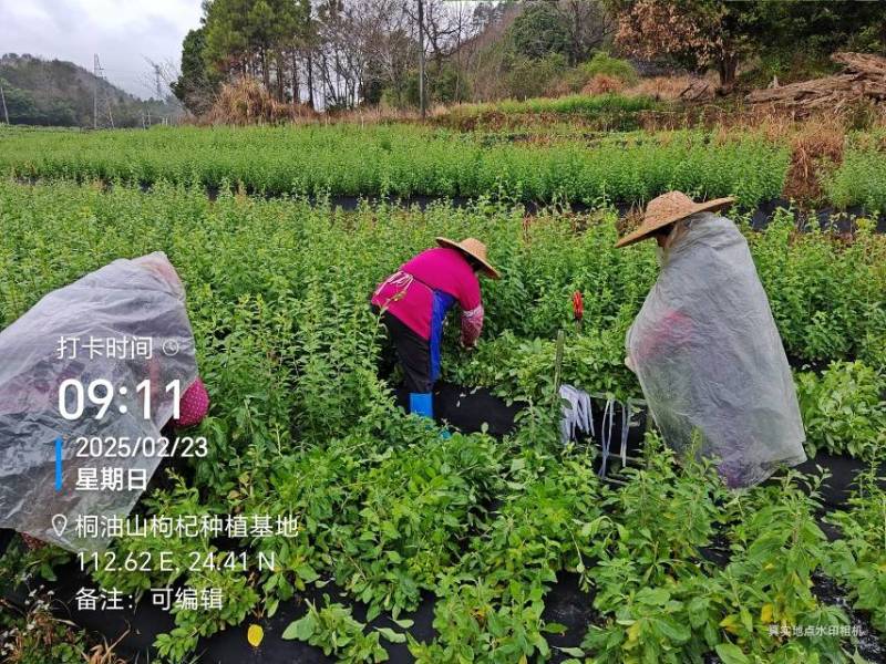 长期供应，枸杞叶，枸杞芽菜