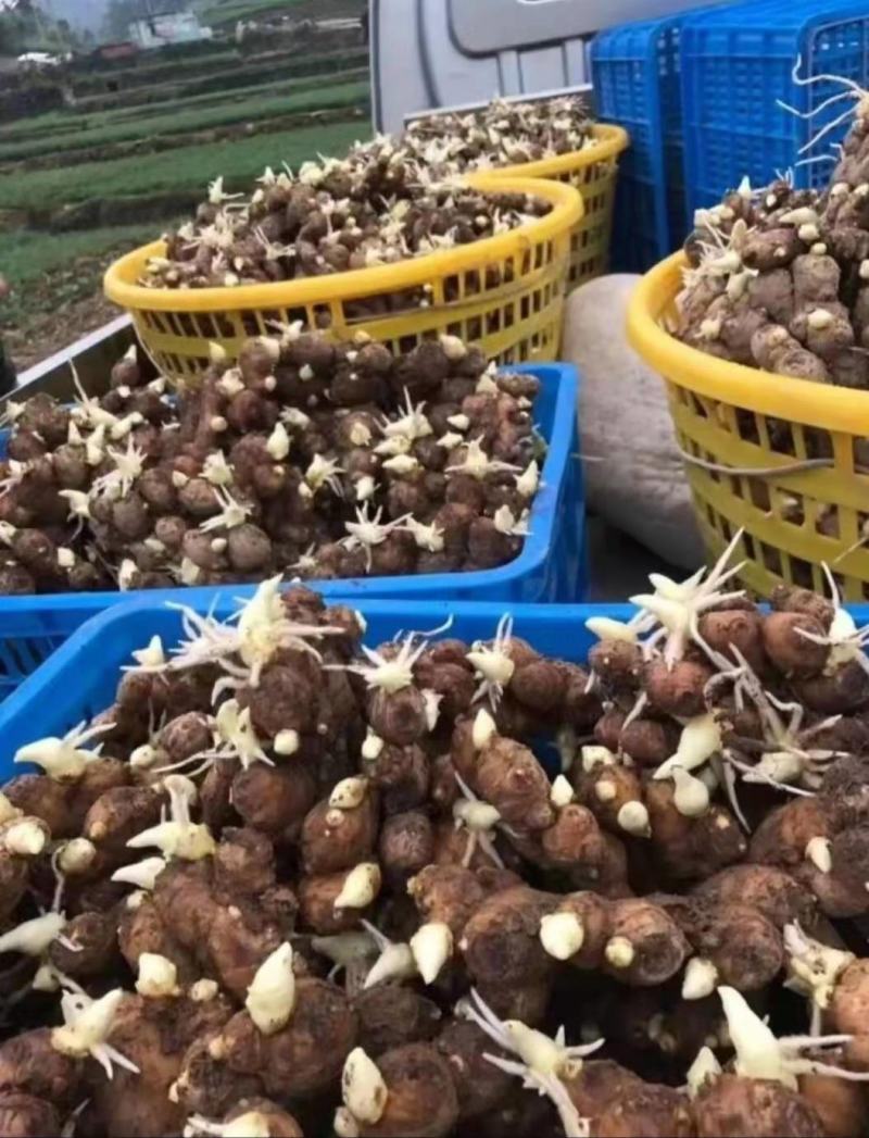 催芽姜种、368脱毒姜种全程技术指导亩产过万全国发货