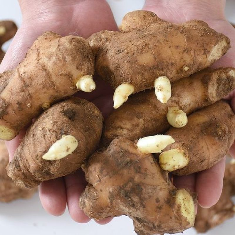 催芽姜种、368脱毒姜种全程技术指导亩产过万全国发货