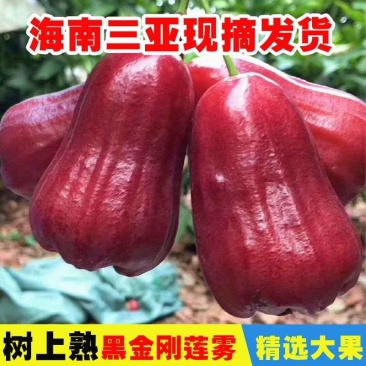 海南三亚黑金刚莲雾批发，13907自家果园570580