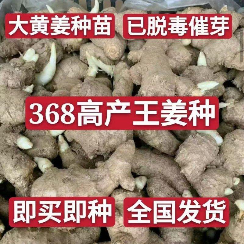 四川姜种、368脱毒姜种全程技术指导亩产过万全国发货