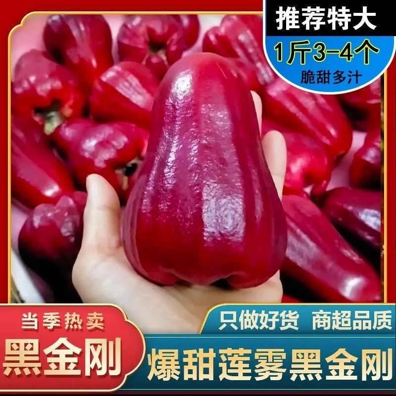 海南三亚黑金刚莲雾批发，13907自家果园570580