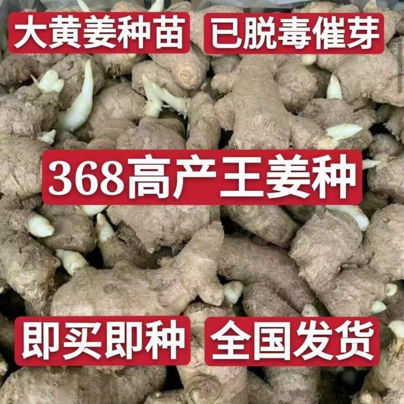 河南姜种、368脱毒姜种全程技术指导亩产过万全国发货