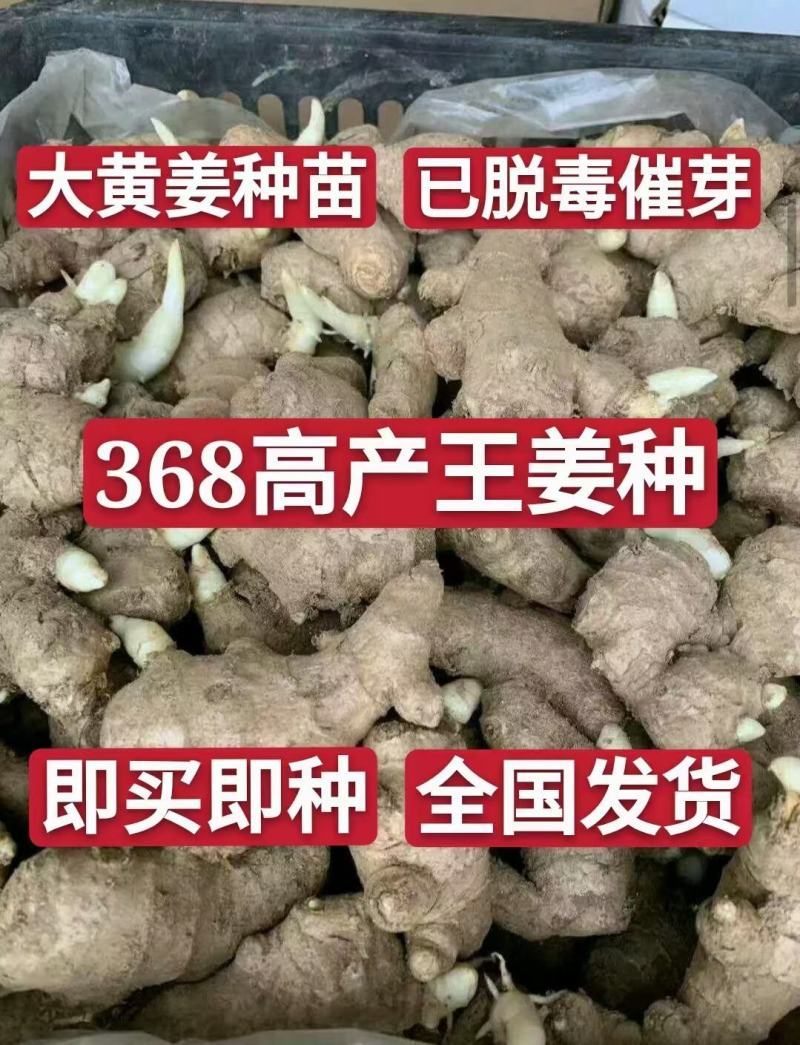 河南姜种、368脱毒姜种全程技术指导亩产过万全国发货