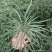 瑞油501油菜种子熟期早杆子矮分枝多产量高抗性好出油多