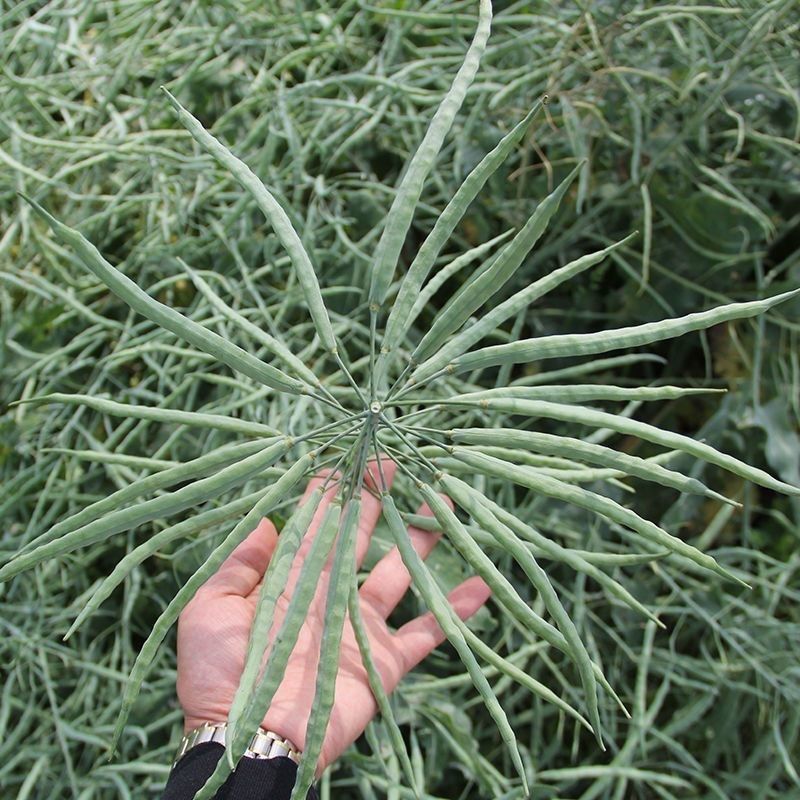 瑞油501油菜种子熟期早杆子矮分枝多产量高抗性好出油多