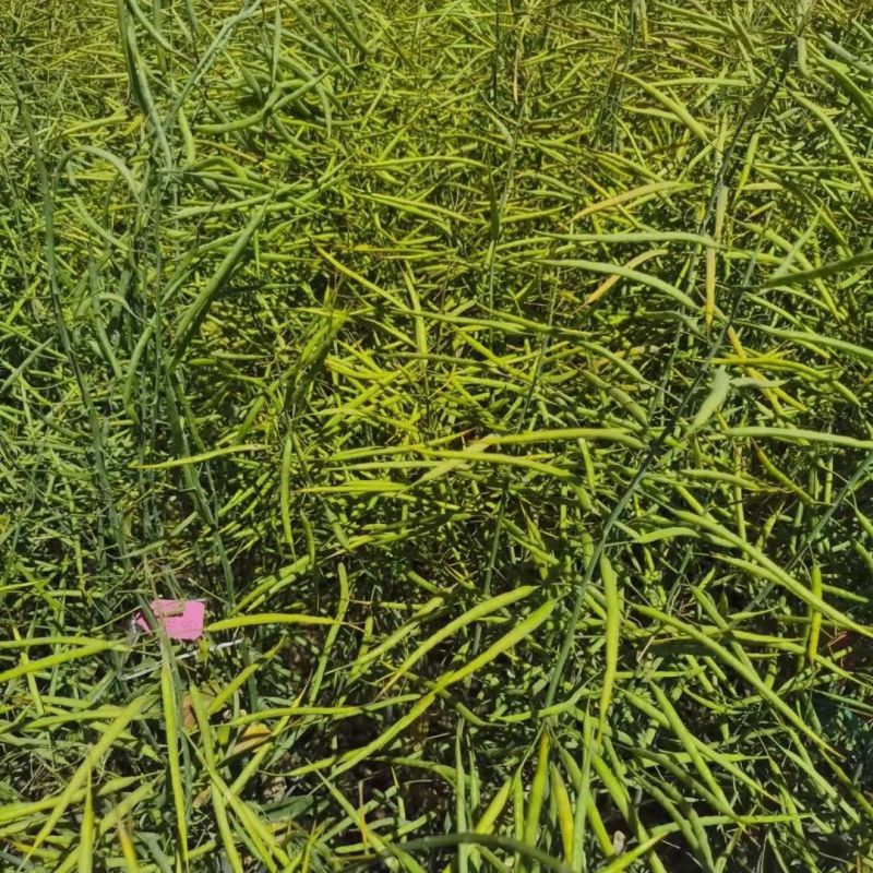 瑞油501油菜种子熟期早杆子矮分枝多产量高抗性好出油多