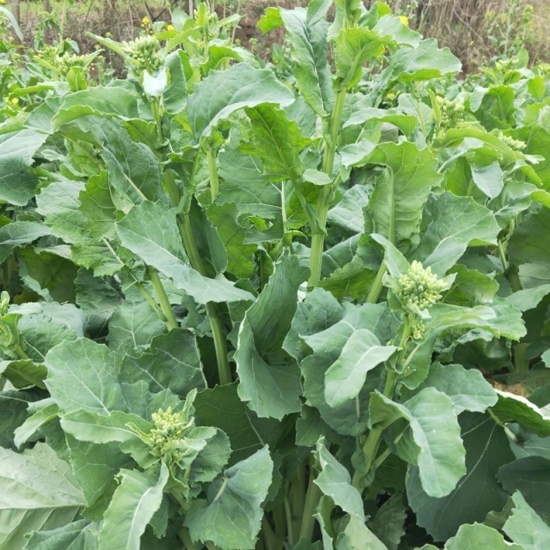 瑞油501油菜种子熟期早杆子矮分枝多产量高抗性好出油多
