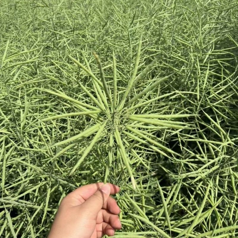 瑞油501油菜种子熟期早杆子矮分枝多产量高抗性好出油多