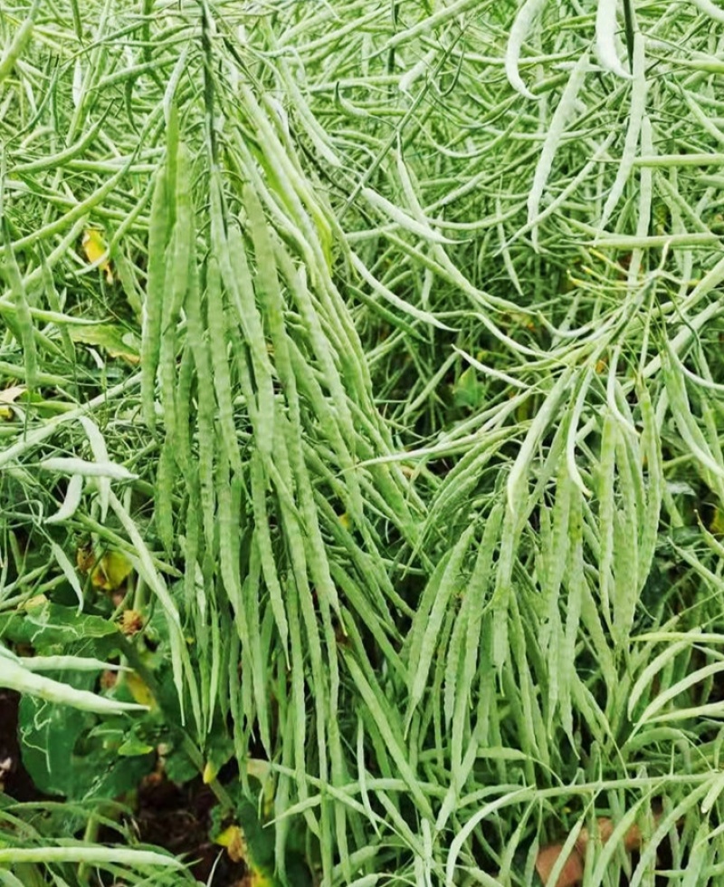 瑞油501油菜种子熟期早杆子矮分枝多产量高抗性好出油多