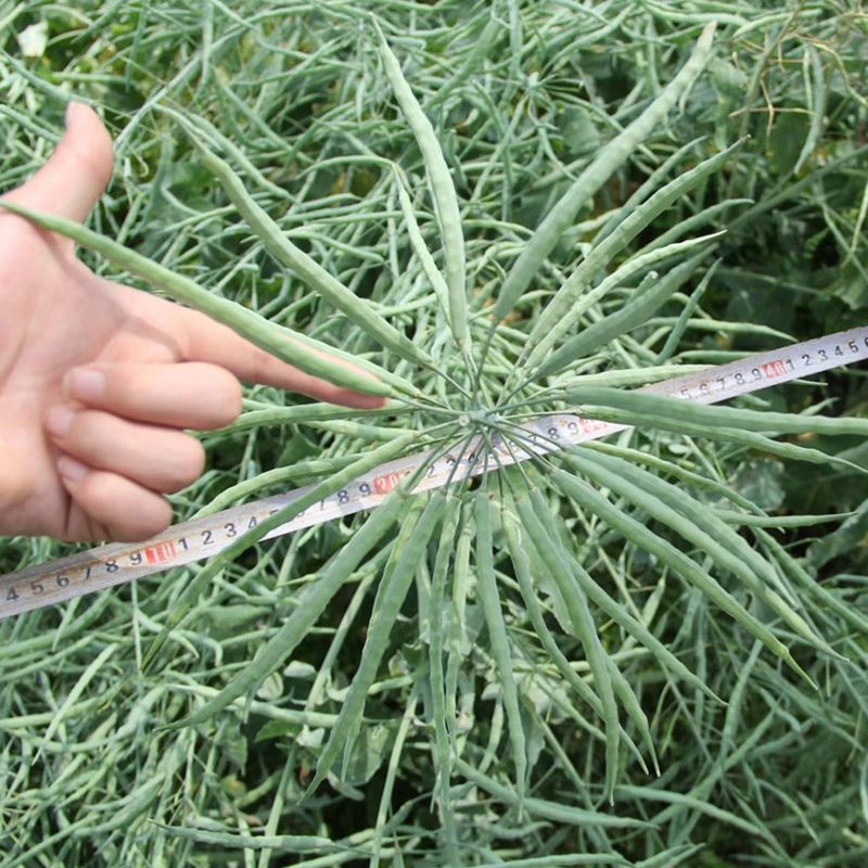 瑞油501油菜种子熟期早杆子矮分枝多产量高抗性好出油多