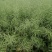 瑞油501油菜种子熟期早杆子矮分枝多产量高抗性好出油多