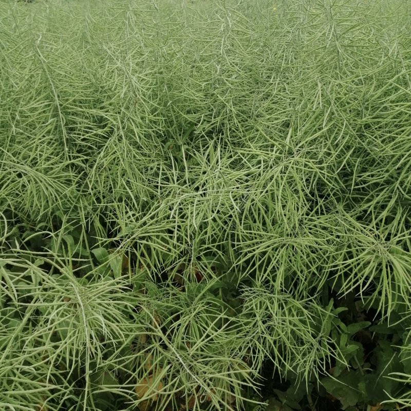 瑞油501油菜种子熟期早杆子矮分枝多产量高抗性好出油多
