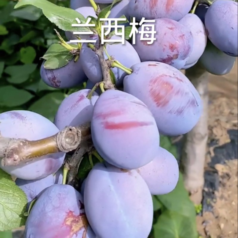 西梅兰蜜树苗脱骨离核自花授粉营养价值高耐寒品种
