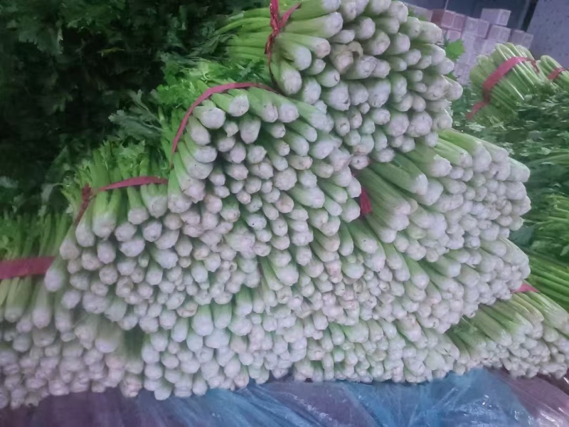 聊城香芹上市支持超市，批发商，电商，大量有货需要的老板联