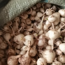 2025新鲜小蒜藠头，薤白小根蒜大脑瓜