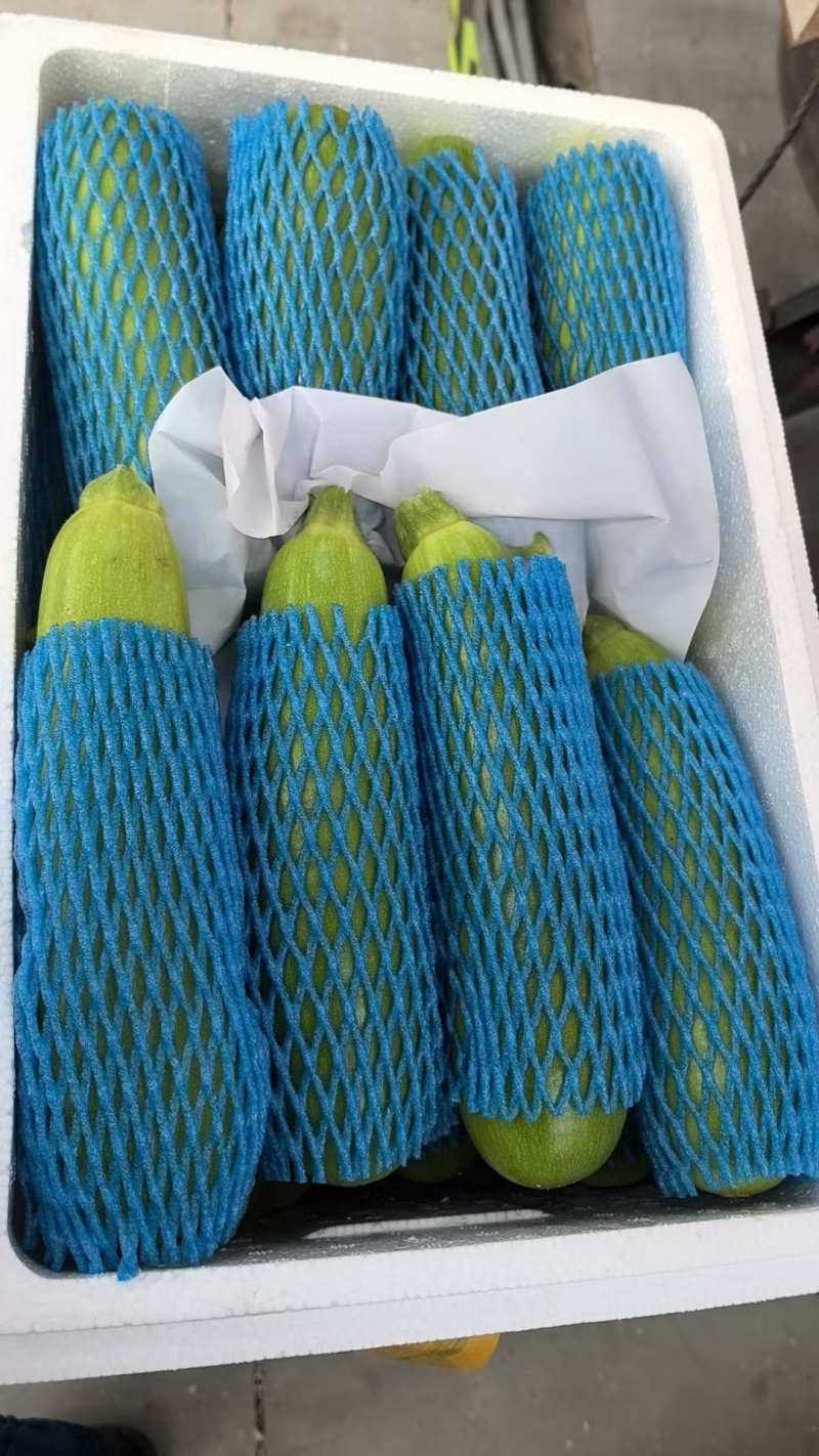 山东东昌府区精品西葫芦一手货源产地直发对接全国各地