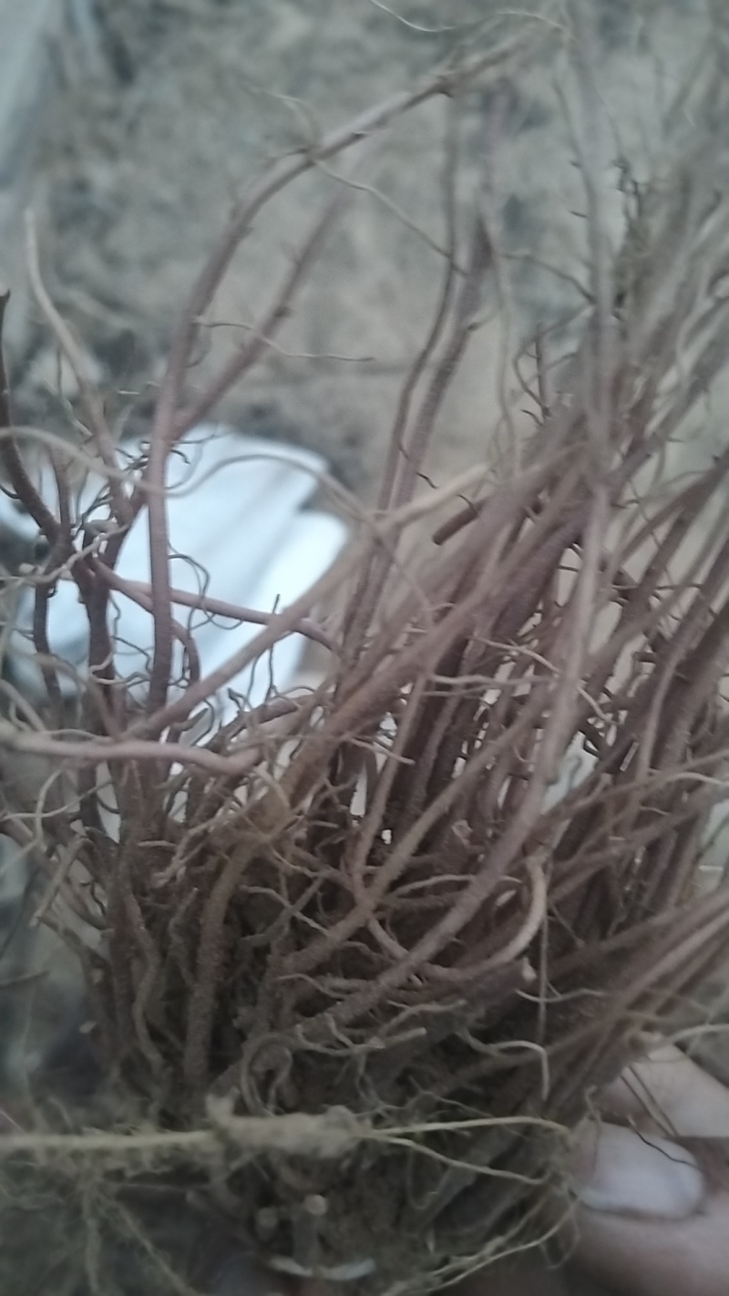 紫苑鲜货刚出土