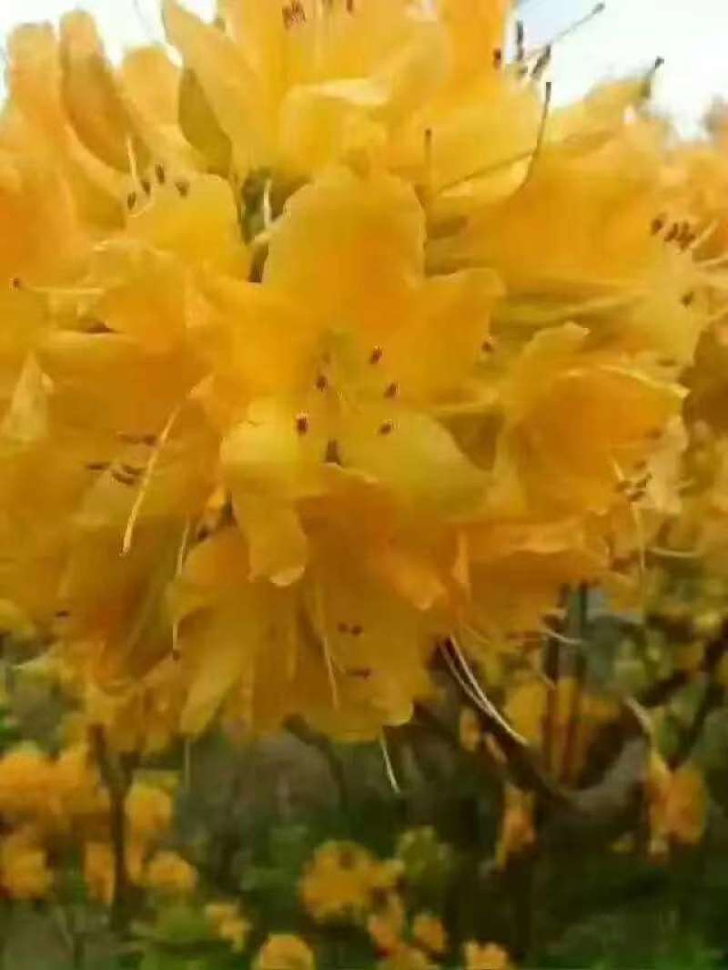 映山红黄杜鹃