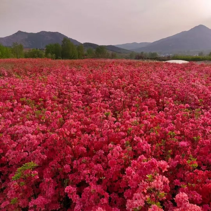 映山红黄杜鹃
