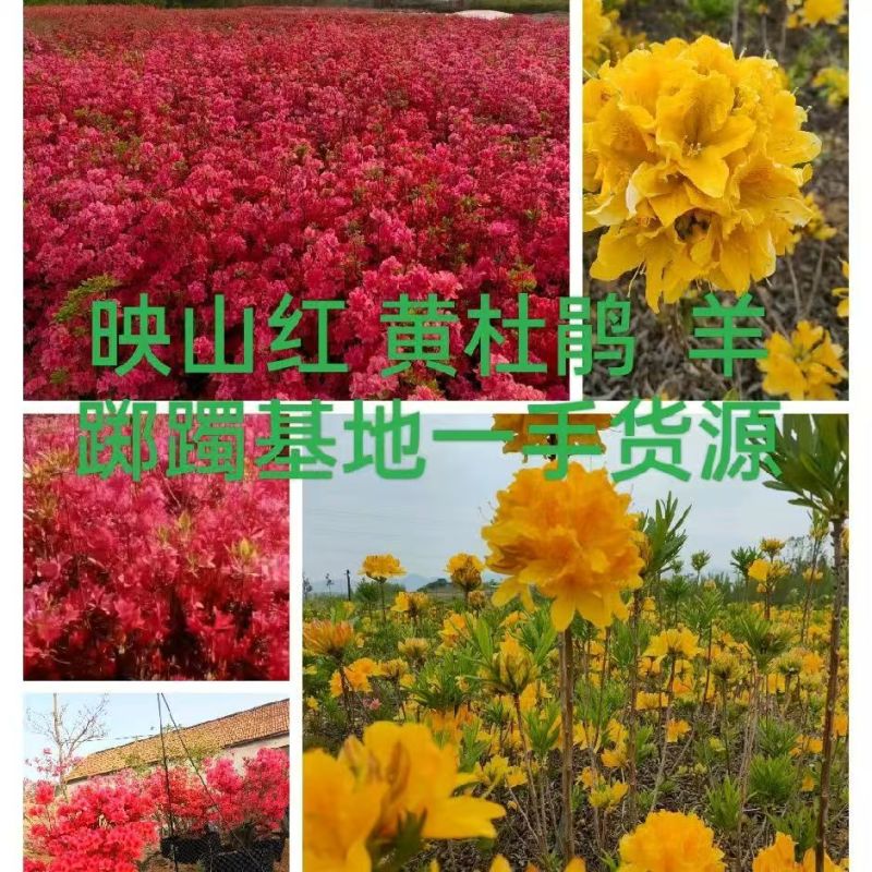 映山红黄杜鹃
