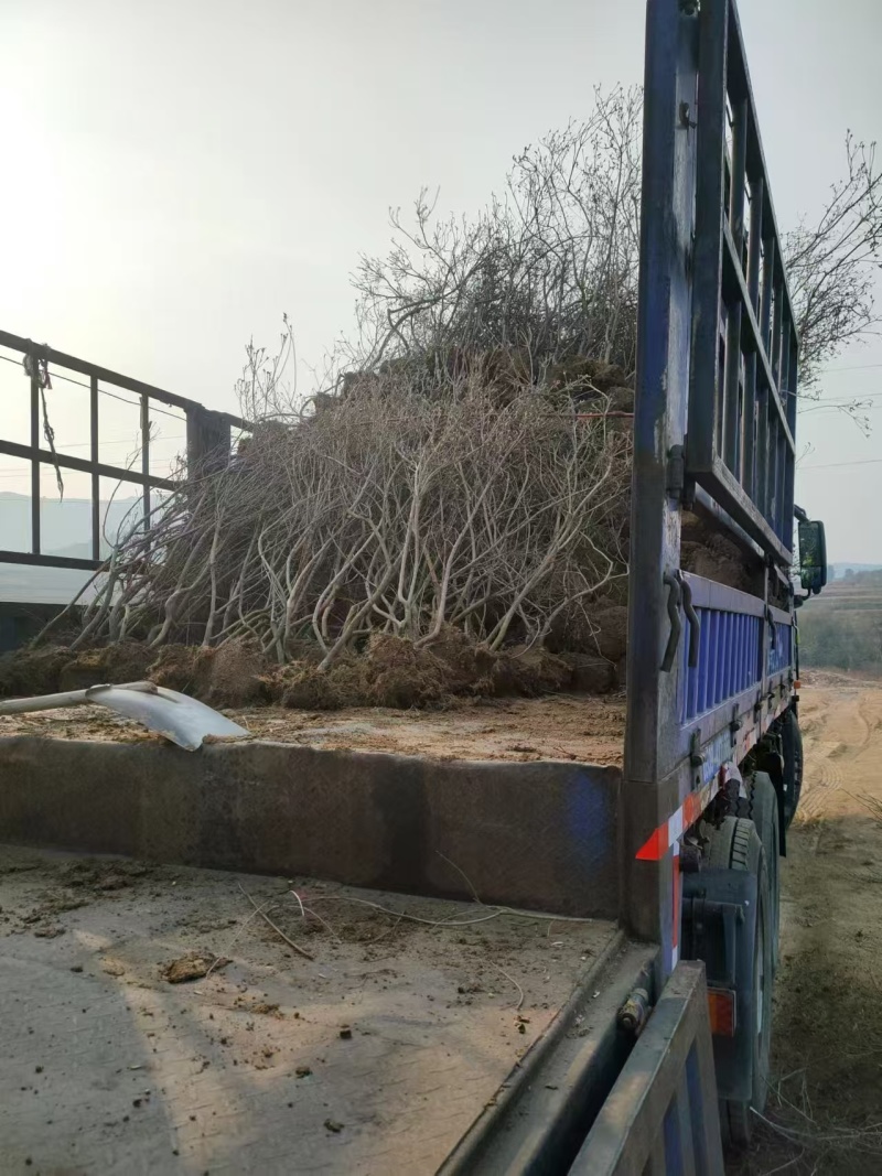 映山红黄杜鹃