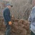映山红黄杜鹃