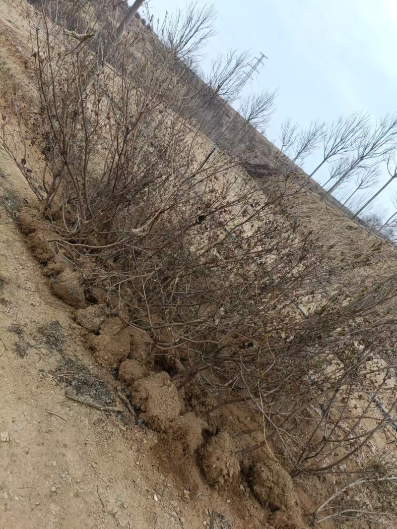 映山红黄杜鹃