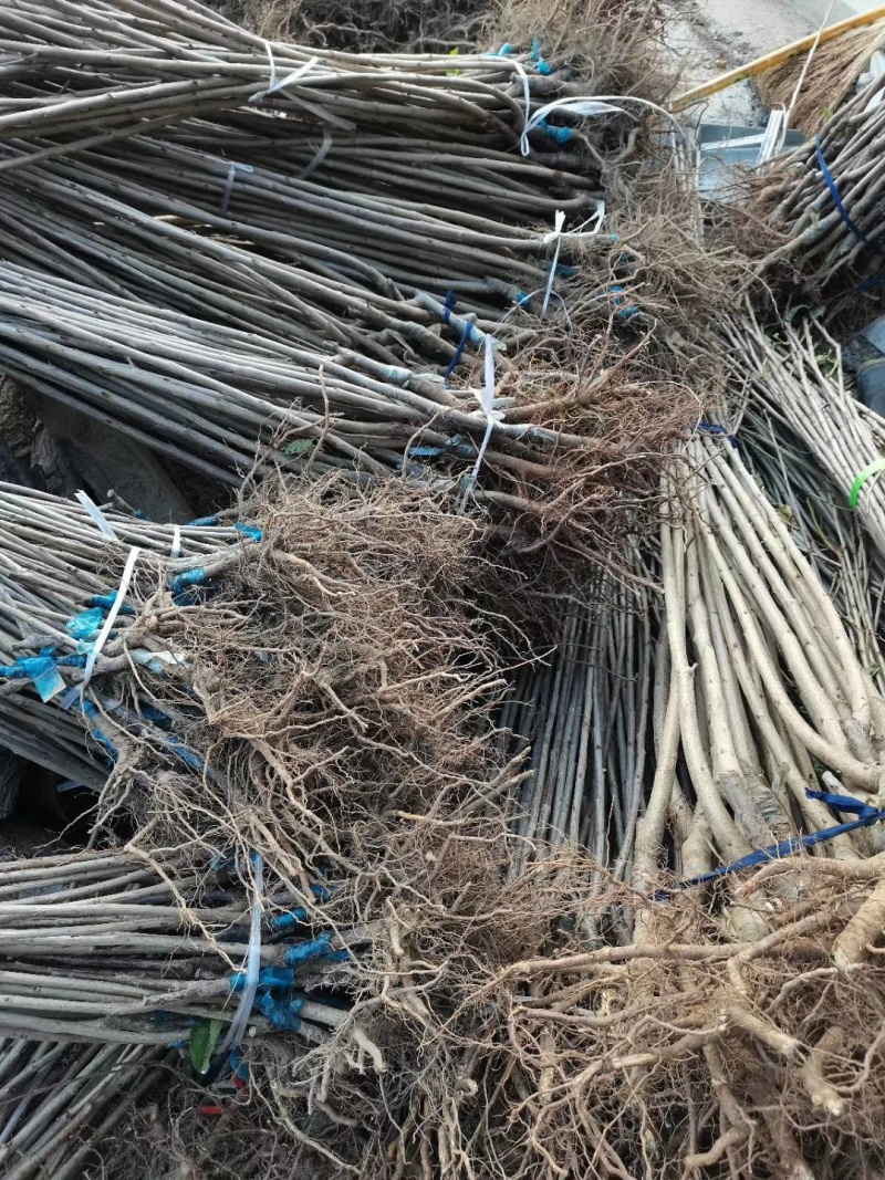 苗圃基地大量批发嫁接樱桃苗红灯美早布鲁克斯齐早