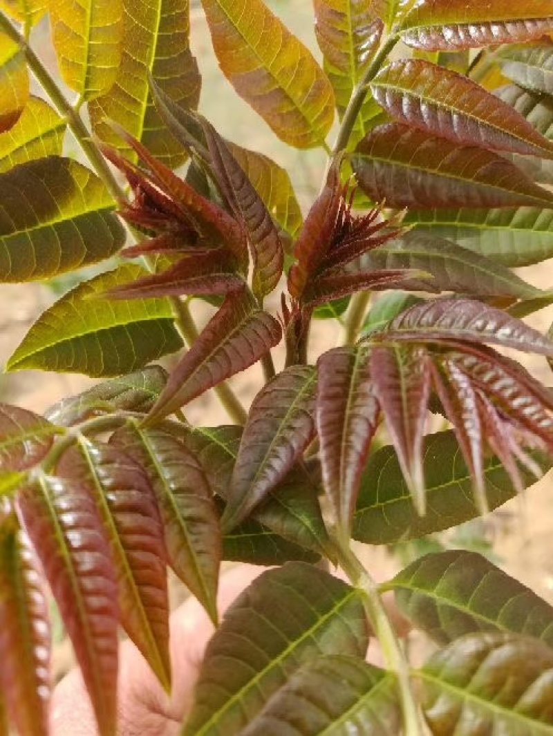 红油香椿苗四季红油香椿苗规格齐全量大优惠