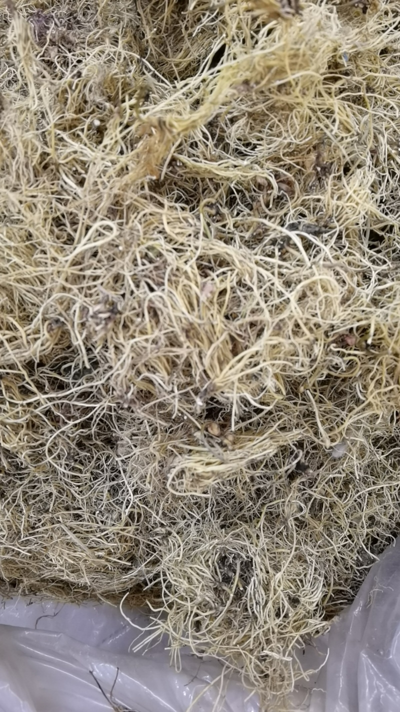 细辛辽细辛一手货源可供实体店批发零售规格齐全量大价