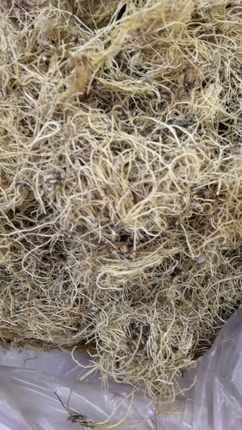 细辛辽细辛一手货源可供实体店批发零售规格齐全量大价