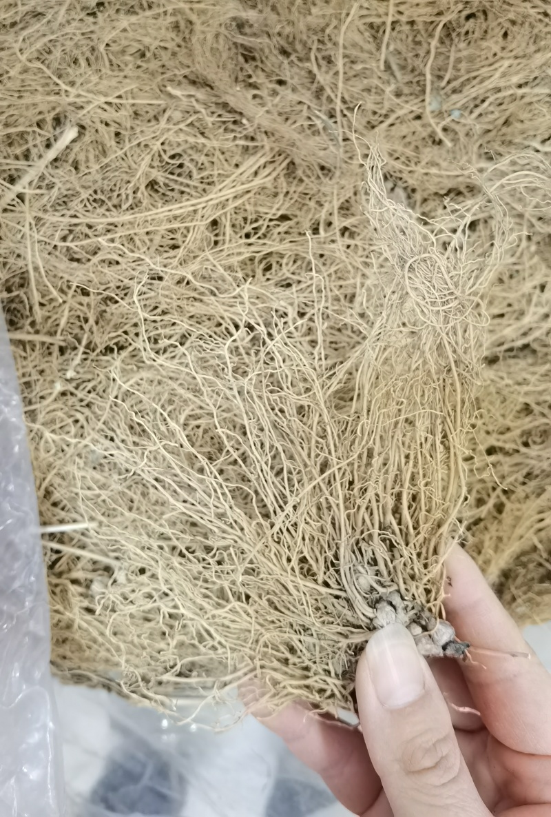 细辛辽细辛一手货源可供实体店批发零售规格齐全量大价