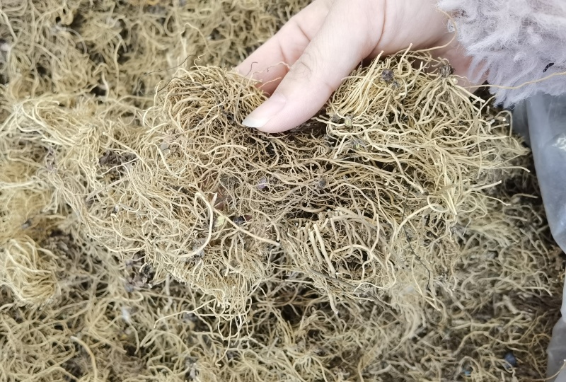 细辛辽细辛一手货源可供实体店批发零售规格齐全量大价