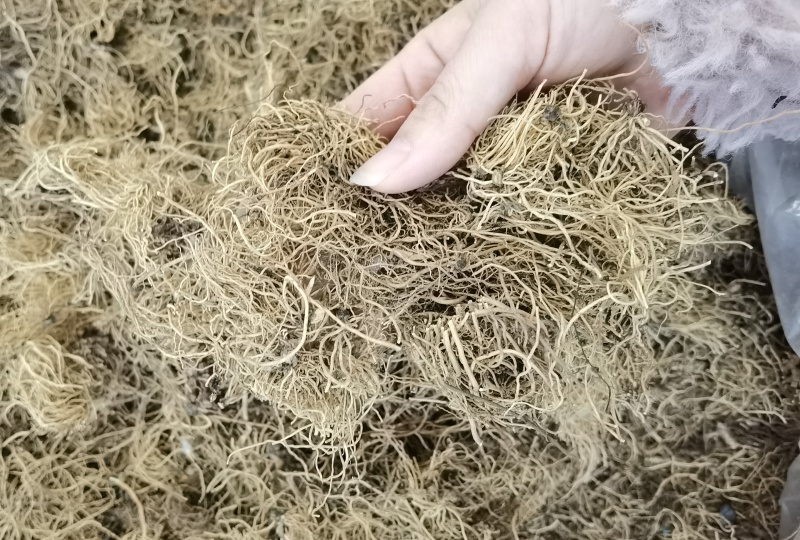 细辛辽细辛一手货源可供实体店批发零售规格齐全量大价