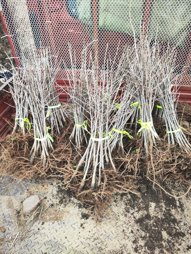 三年苗，优质苗，矮壮，大根系，成活率高。