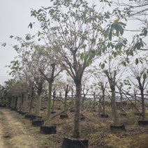 2502基地供应，大叶榕，黄葛树10-30cm