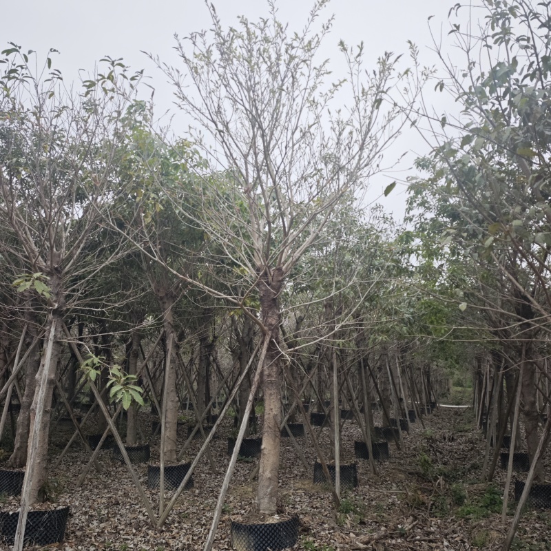 2502基地供应，大叶榕，黄葛树10-30cm