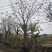 2502基地供应，大叶榕，黄葛树10-30cm