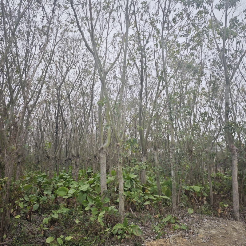 2502基地供应，大叶榕，黄葛树10-30cm