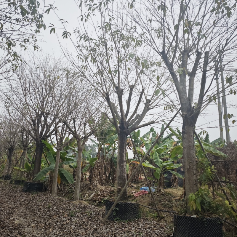 2502基地供应，大叶榕，黄葛树10-30cm