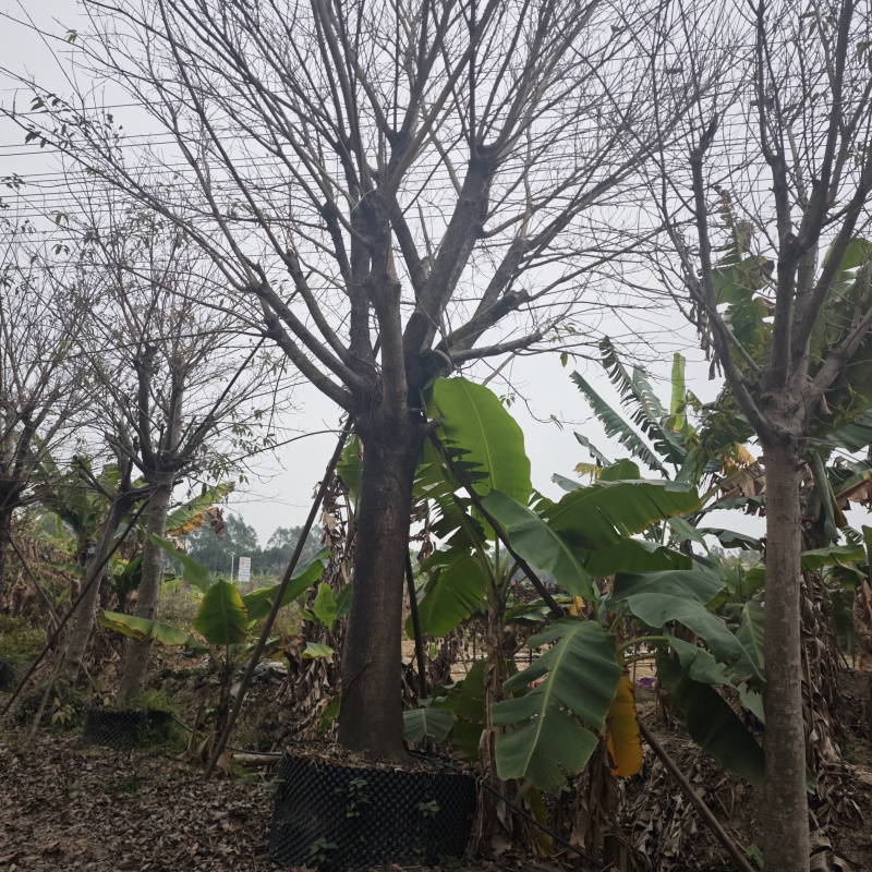 2502基地供应，大叶榕，黄葛树10-30cm