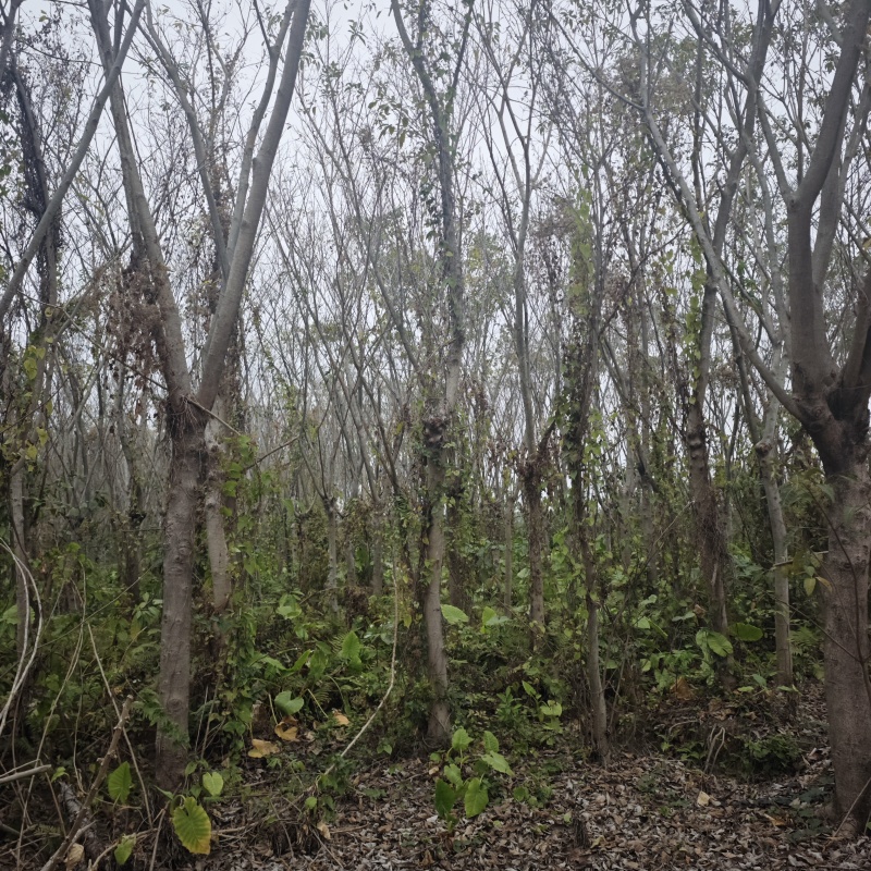 2502基地供应，大叶榕，黄葛树10-30cm